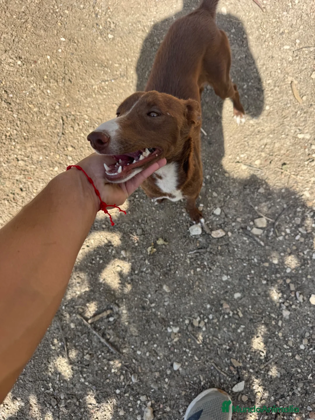 Podenco Andaluz perros en venta: adopción cachorra podenca  - Anuncio 1