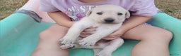 Labrador Retriever perros en venta: Precisosos Labrador Retriever - Anuncio 6