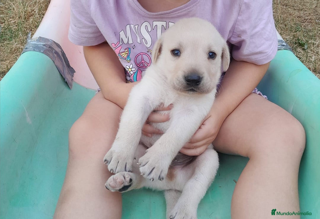 Labrador Retriever perros en venta: Precisosos Labrador Retriever - Imagen 6