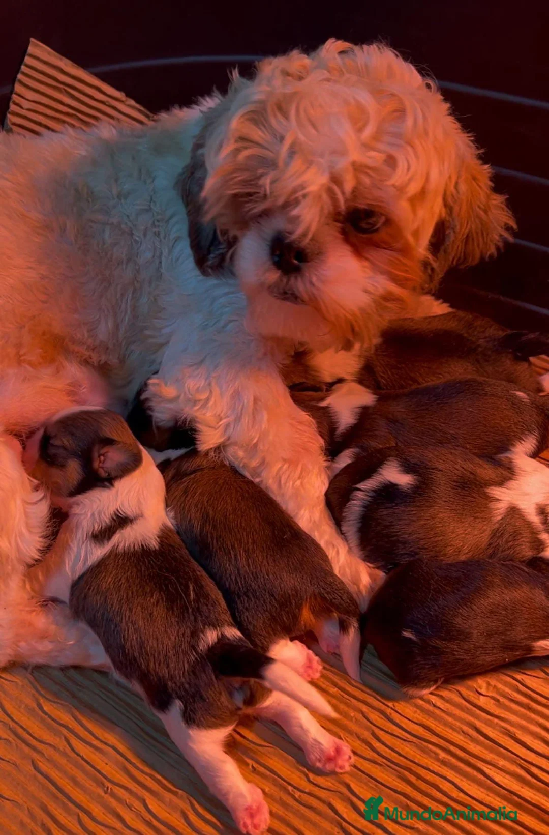 Shih Tzu perros en venta: SHIH TZU TOY DISPONIBLE - Anuncio 6