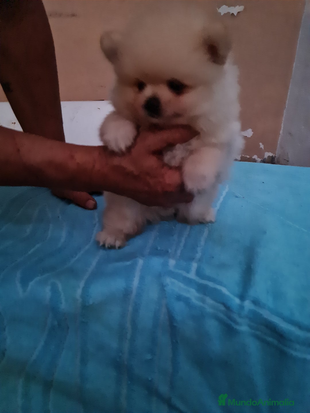Pomerania perros en venta: Pomerania toy - Imagen 4