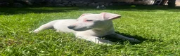 Jack Russell Terrier perros en venta: Último cachorro Jack Russell 500€ - Anuncio 4