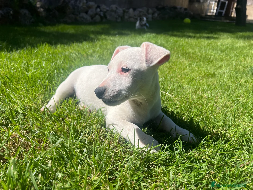 Jack Russell Terrier perros en venta: Último cachorro Jack Russell 500€ - Anuncio 4