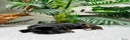 Cocker Spaniel Inglés perros en venta: COCKER SPANIEL INGLES - Anuncio 8