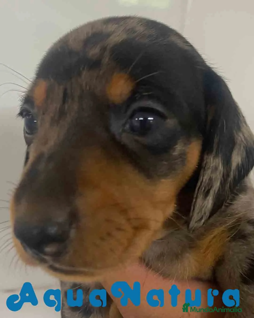 Teckel Miniatura perros en venta: Teckel Hembra de Tita Junior y Tilo AQUANATURA - Anuncio 3