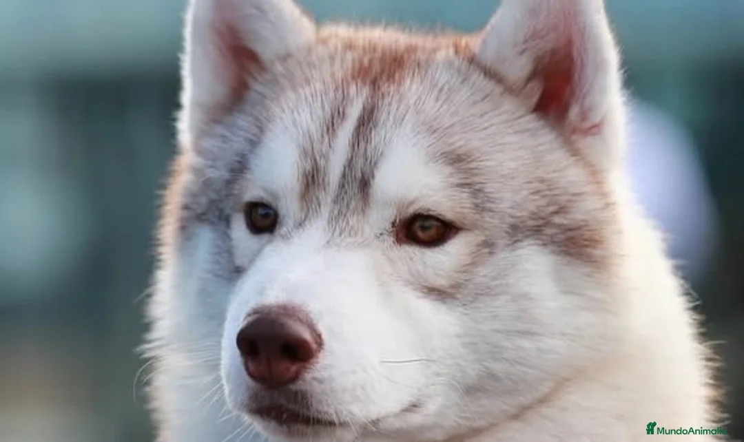 Husky Siberiano perros en venta: Preciosa camada de husky siberiano - Anuncio 6