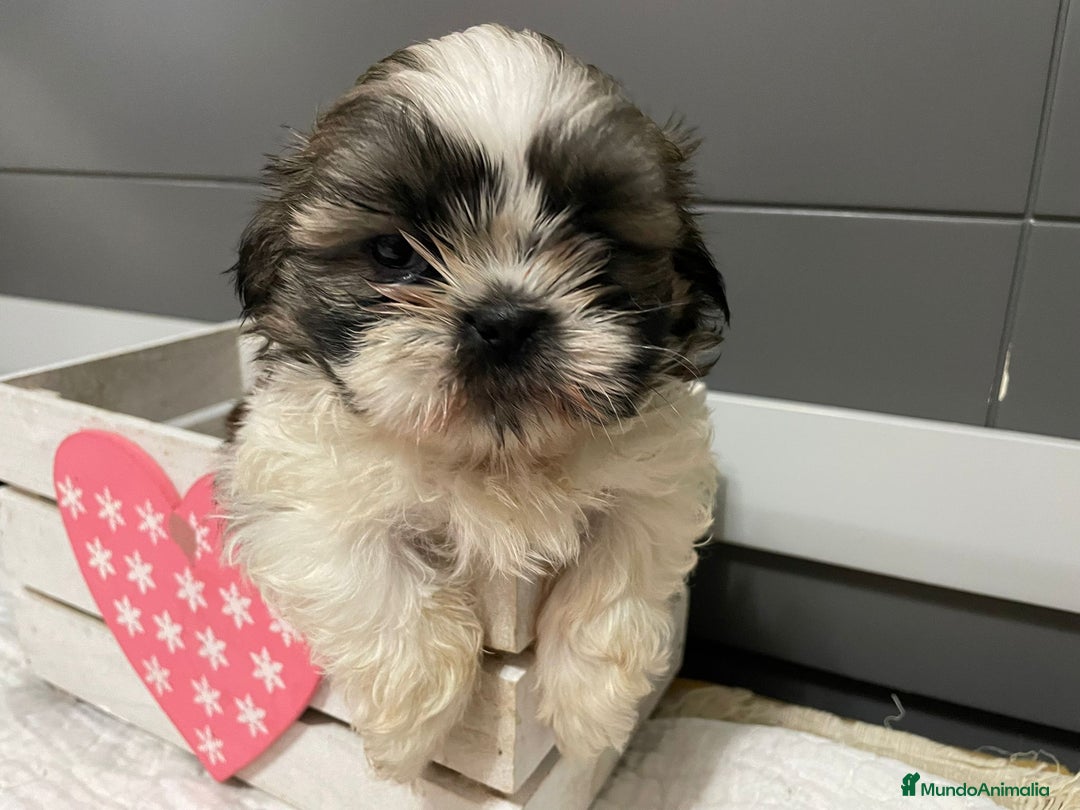 Shih Tzu perros en venta: Shitz tzu - Imagen 3