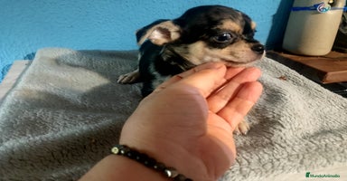 Chihuahua perros - Anuncio 3