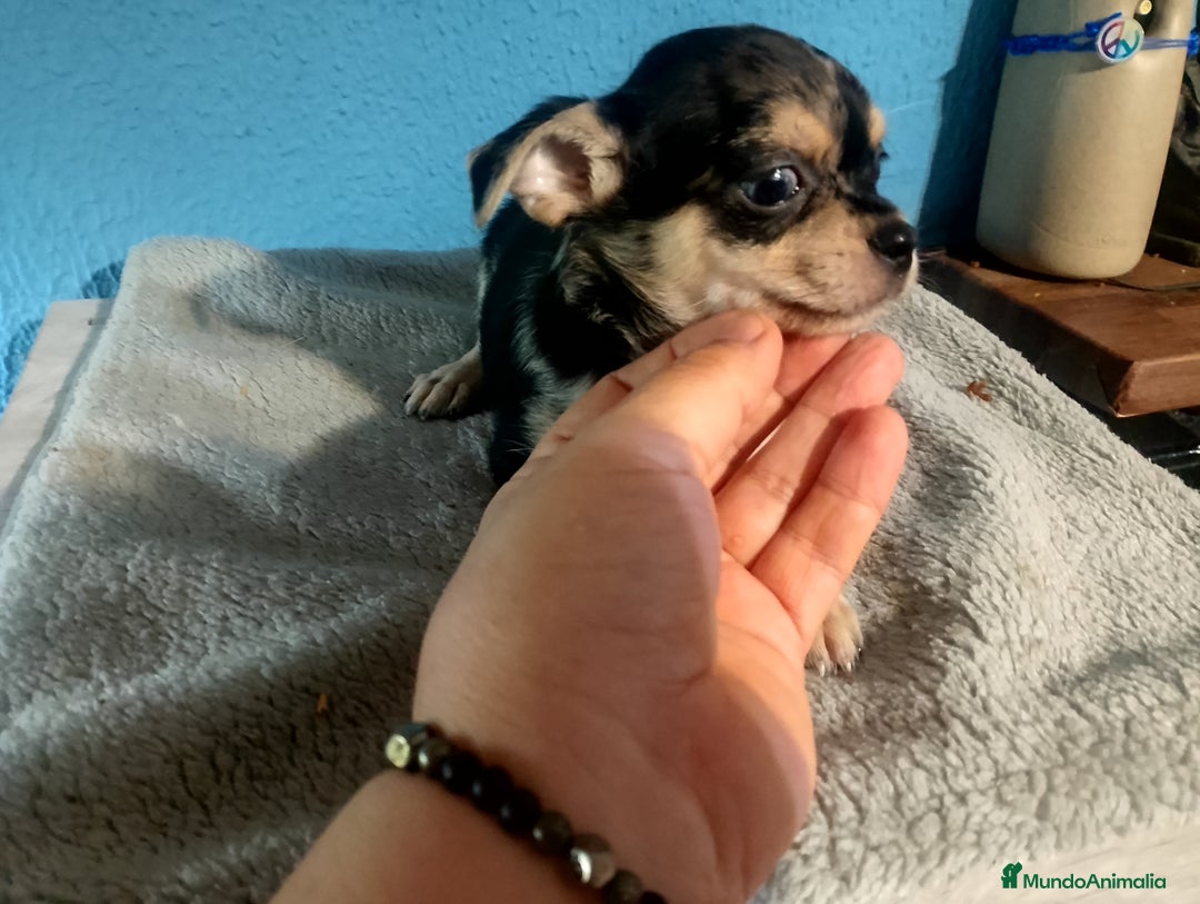 Chihuahua perros en venta: Chihuahua Merle macho  - Imagen 2