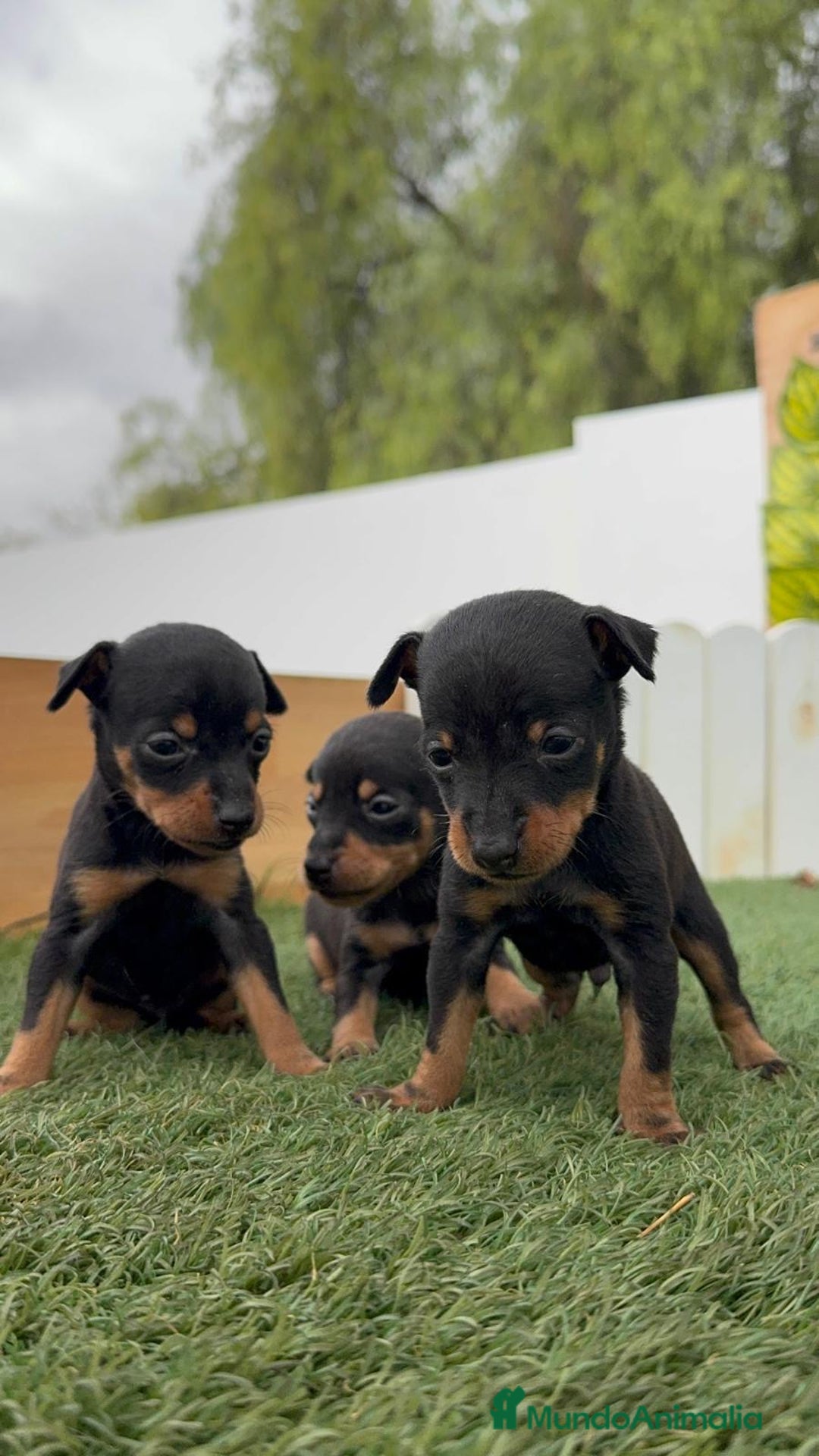 Pinscher Miniatura perros en venta: PINSCHER MINIATURA - Imagen 6