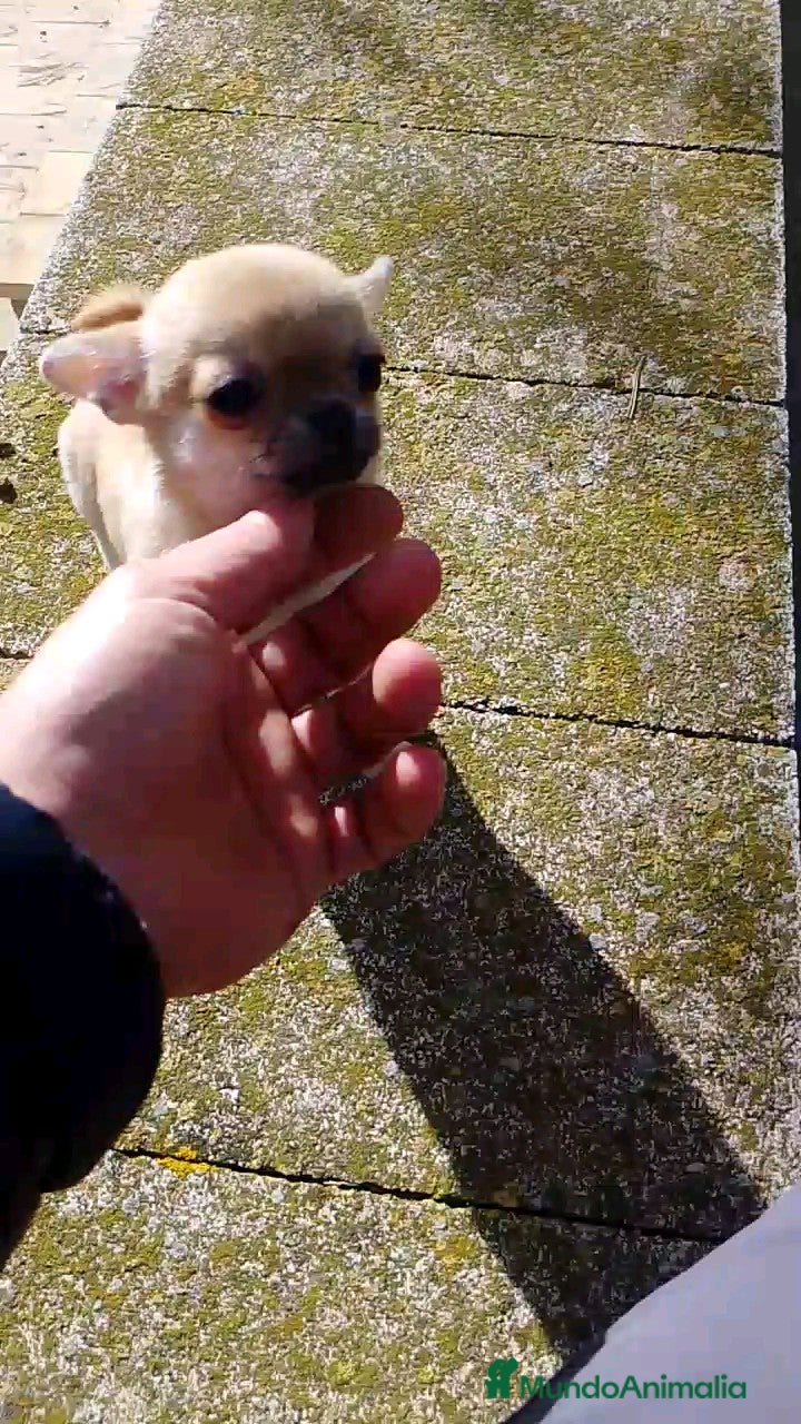 Chihuahua perros 🐶 CACHORRITOS CHIHUAHUA EN VENTA – EXCLUSIVOS - Anuncio 1