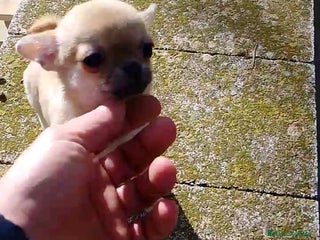 Chihuahua perros 🐶 CACHORRITOS CHIHUAHUA EN VENTA – EXCLUSIVOS - Anuncio 1
