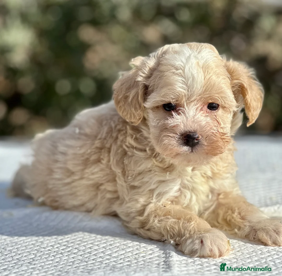 Maltipoo perros en venta: MALTIPOO TOY MACHO DISPONIBLES en Barcelona - Anuncio 5