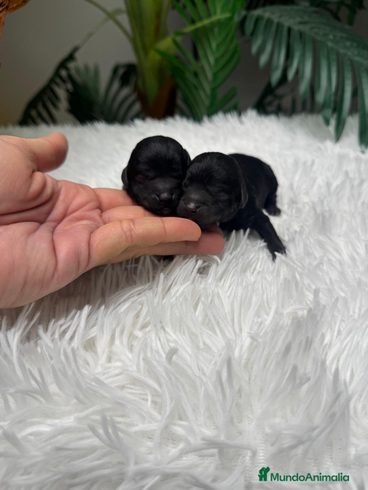 Caniche Toy perros CANICHE TOY - Anuncio 2