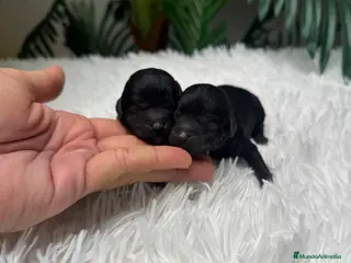 Caniche Toy perros CANICHE TOY - Anuncio 2