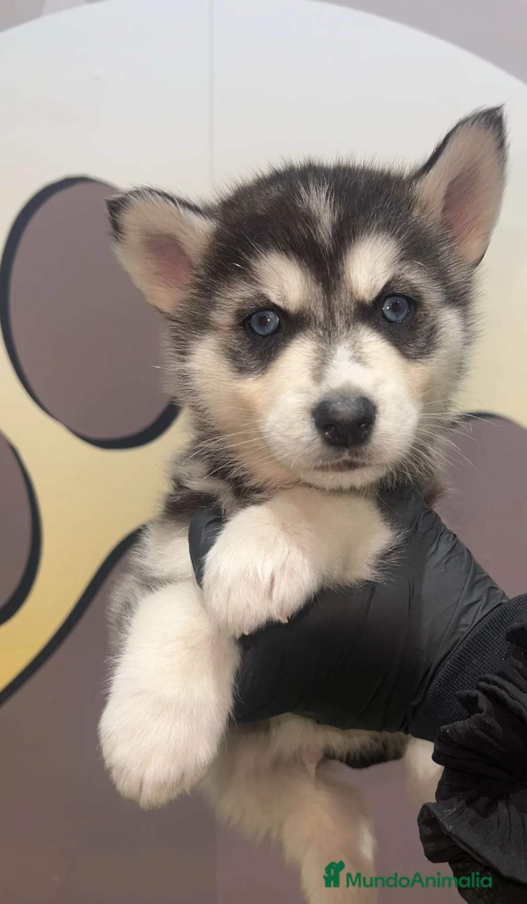 Husky Siberiano perros en venta: PRECIOSO BEBE HUSKY ❤ - Anuncio 1