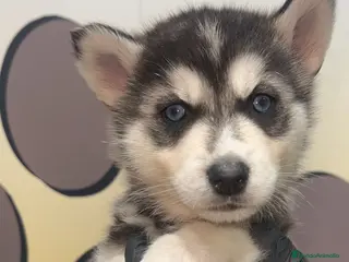 Husky Siberiano perros PRECIOSO BEBE HUSKY ❤ - Anuncio 8