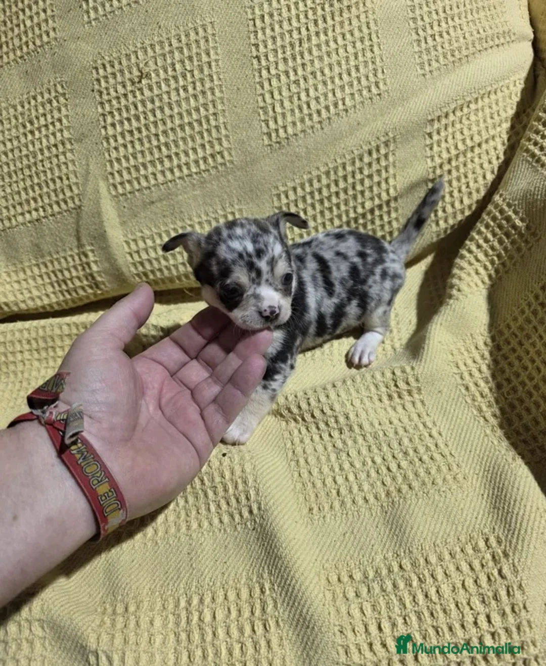 Chihuahua perros en venta: Chihuahua macho toy merle🐾🩵 - Anuncio 2