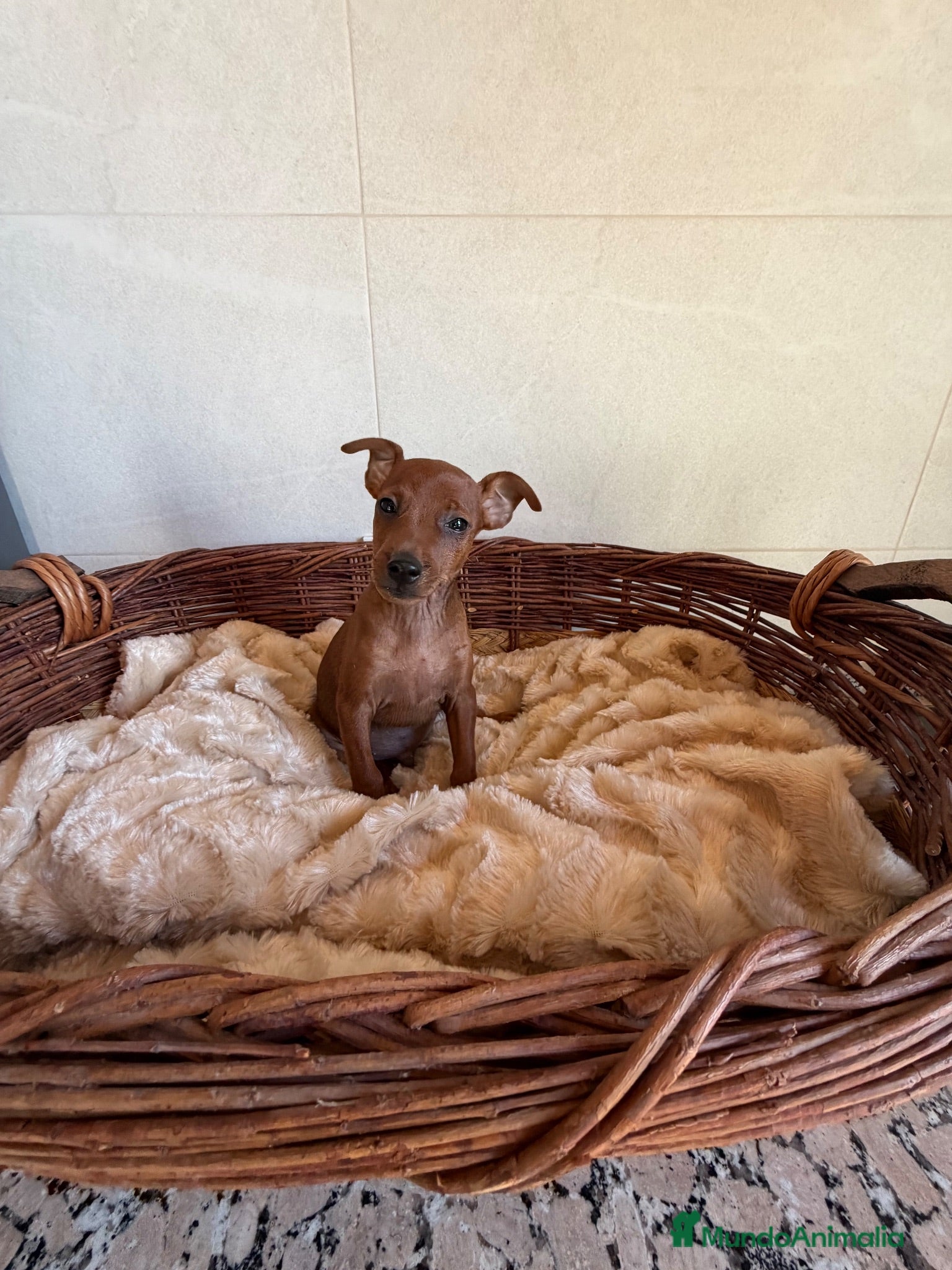 Pinscher Miniatura perros MINI PINSCHER - Anuncio 1