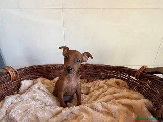 Pinscher Miniatura perros MINI PINSCHER - Anuncio 1
