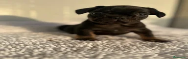 Bulldog Francés 1