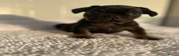 Bulldog Francés perros en venta: Bulldog Frances  - Anuncio 3