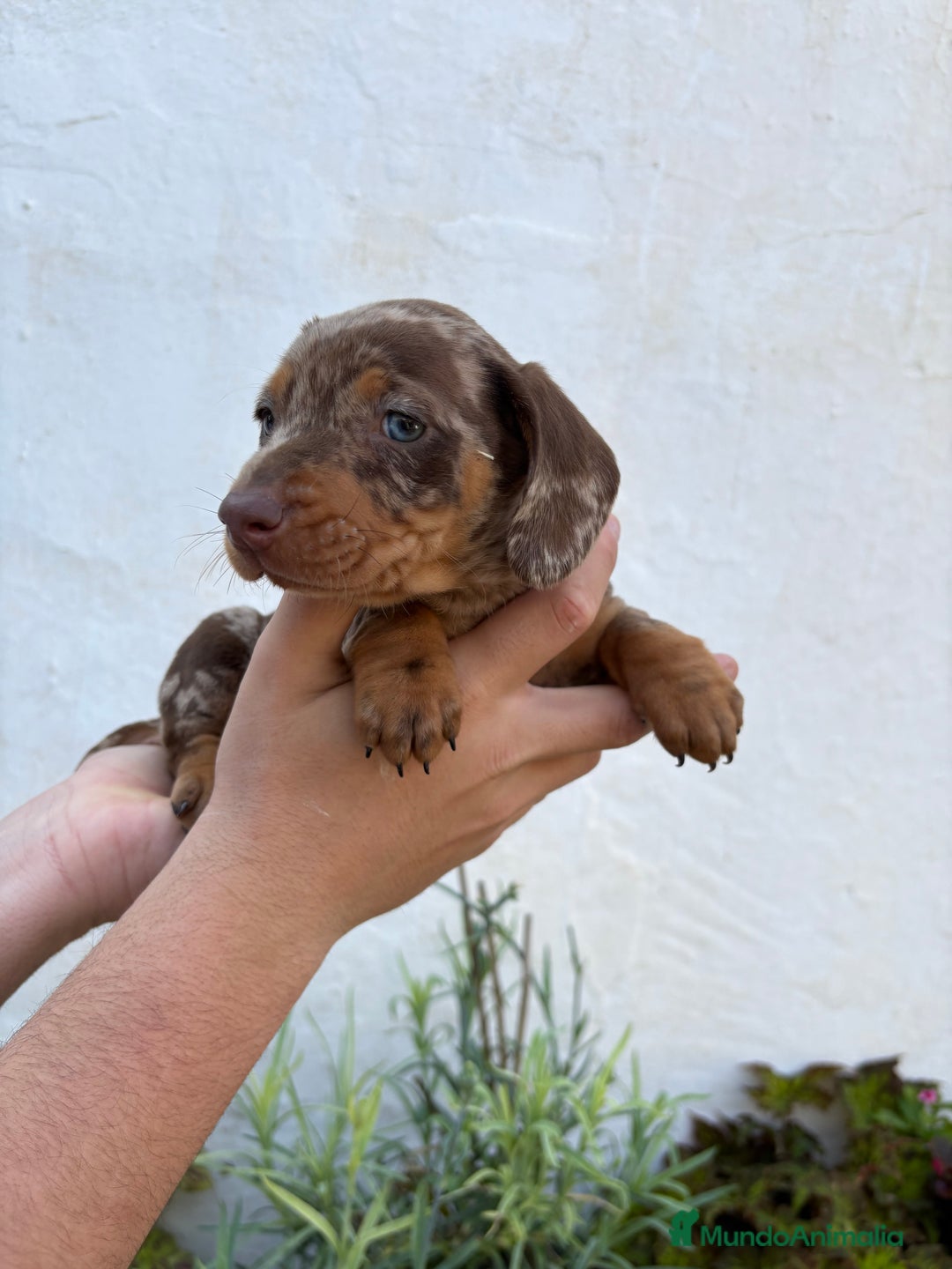 Teckel perros en venta: Teckel miniatura y kaninchen  - Anuncio 2