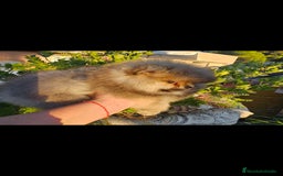 Pomerania perros en venta: Pomerania machito - Imagen 6