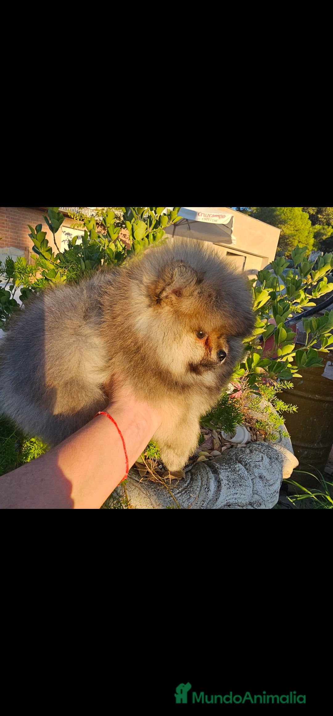 Pomerania perros en venta: Pomerania machito - Imagen 6