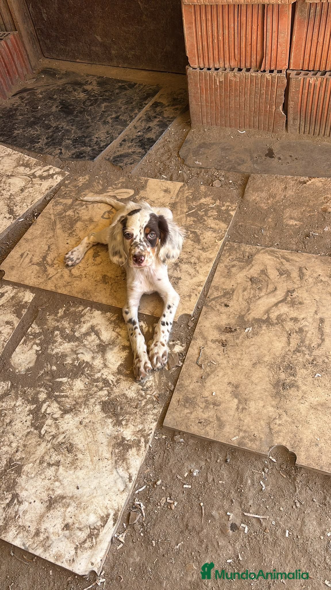 Setter Inglés perros Setter ingles  - Anuncio 1