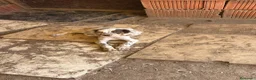 Setter Inglés perros en venta: Setter ingles  - Anuncio 1