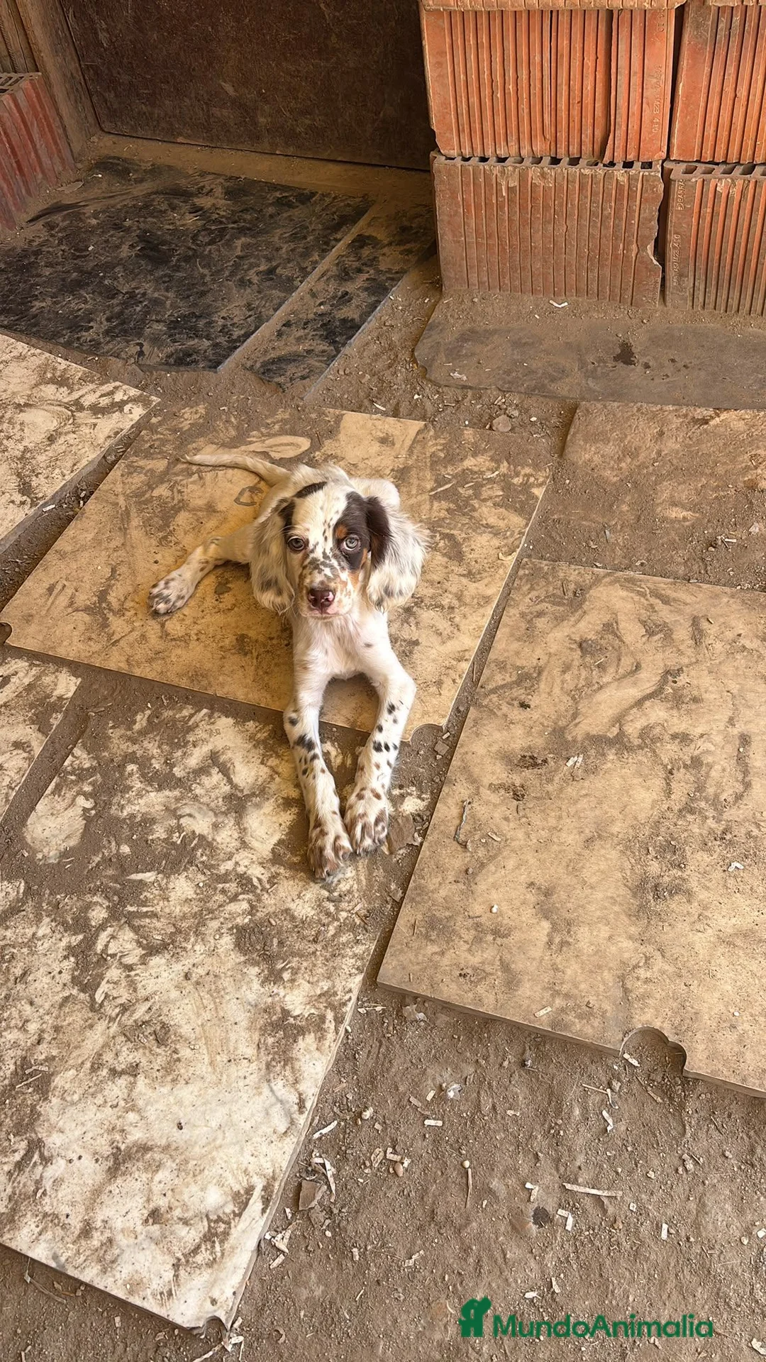 Setter Inglés perros en venta: Setter ingles  - Anuncio 1