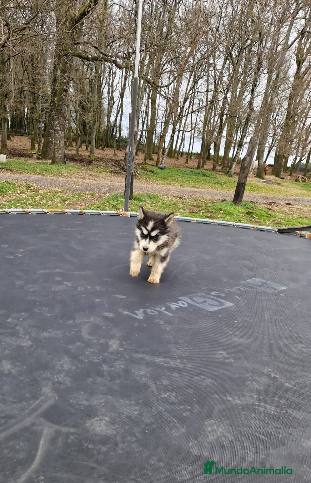 Husky Siberiano perros en venta: Preciosas hembras husky siberiano  - Anuncio 1