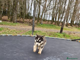 Husky Siberiano perros Preciosas hembras husky siberiano - Anuncio 1