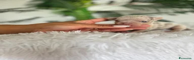 Chihuahua 1