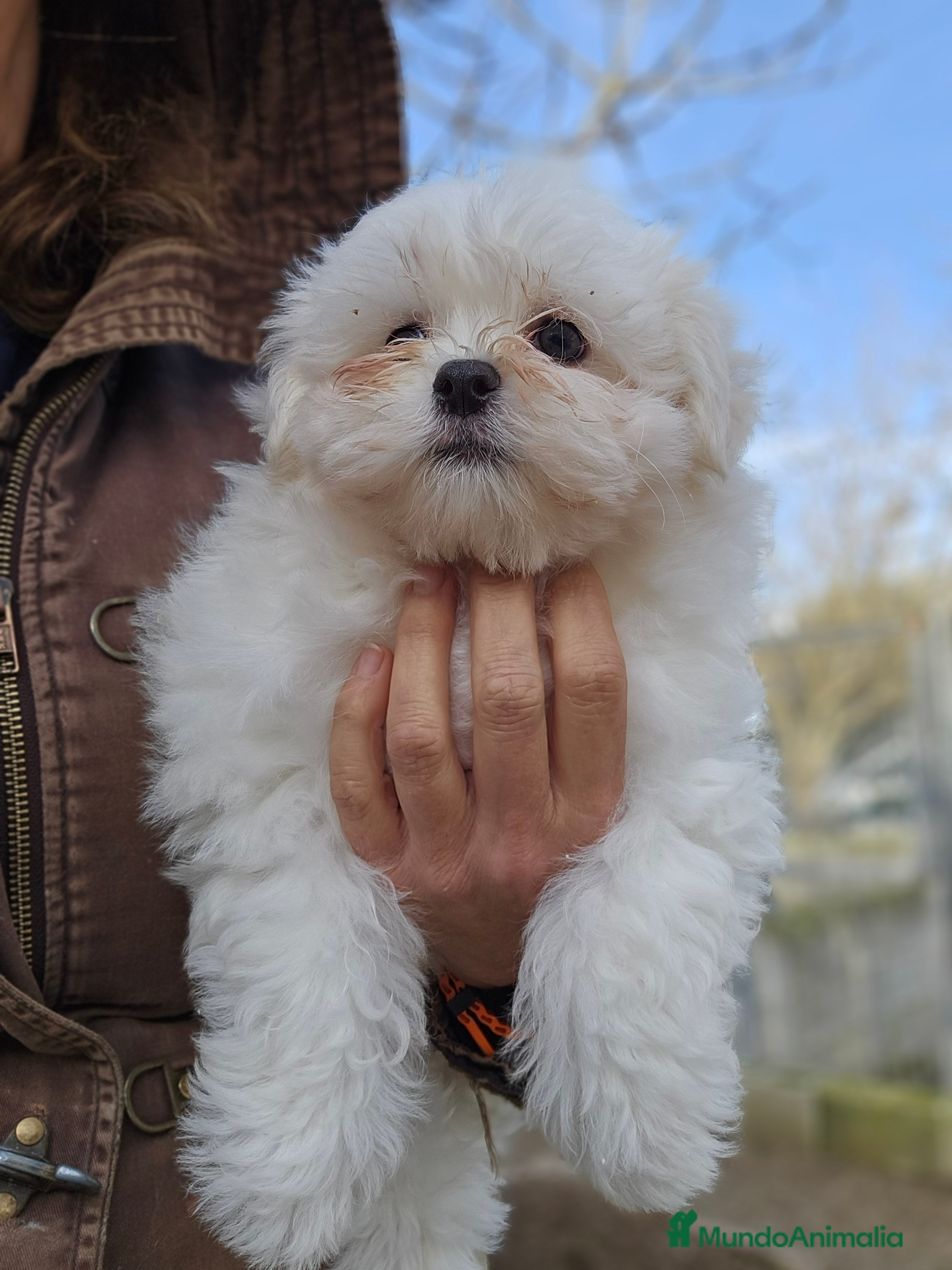 Bichón Maltés perros Bichon maltés en jerez - Anuncio 2