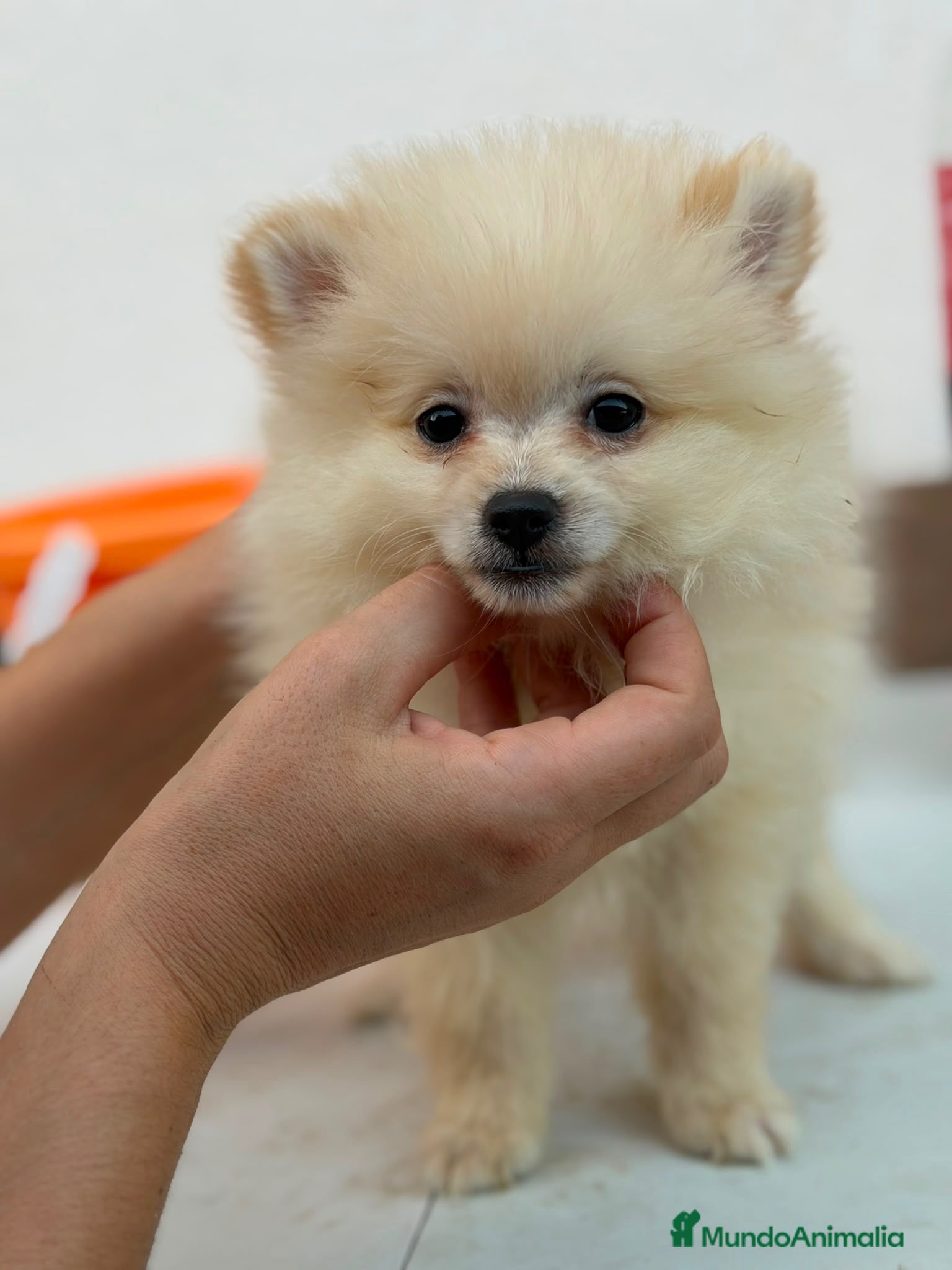 Pomerania perros Pomerania hembra🐻⭐️ - Anuncio 1