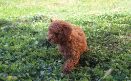 Caniche Enano perros en venta: Caniche enana roja  - Imagen 2