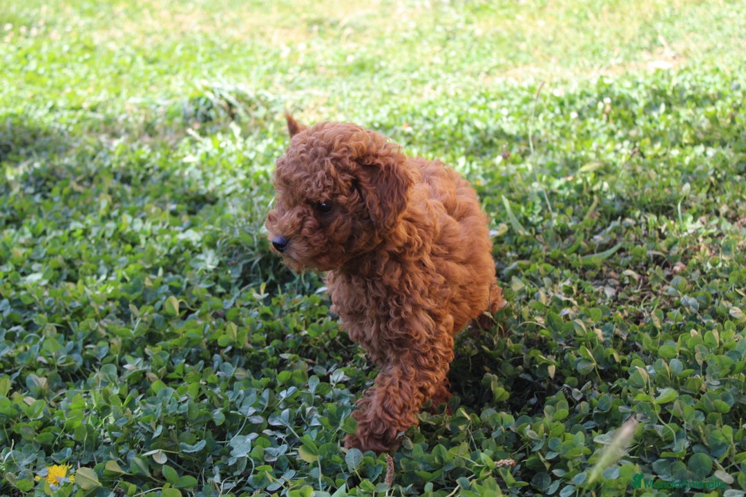Caniche Enano perros en venta: Caniche enana roja  - Imagen 2