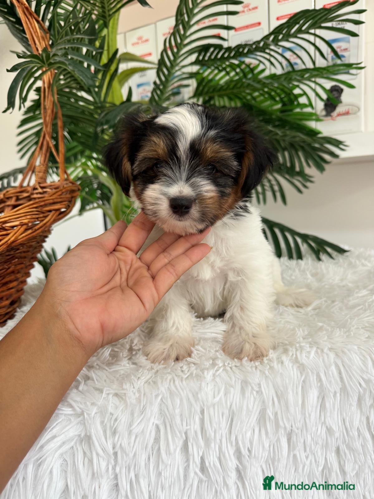 Yorkshire Terrier perros YORKSHIRE BIEWER - Anuncio 1