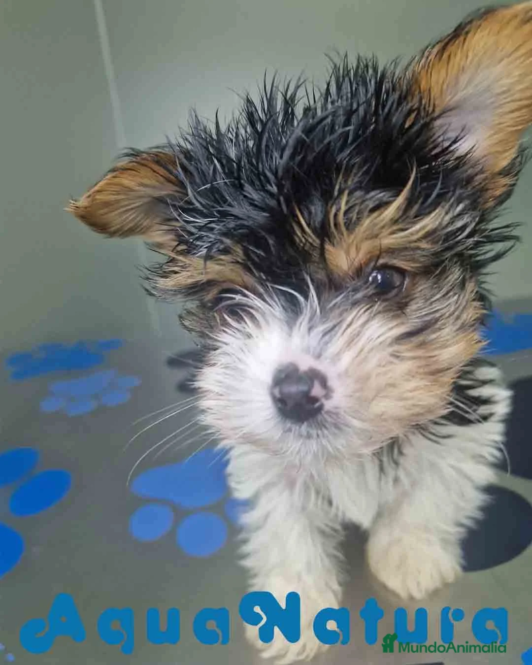 Biewer Yorkshire Terrier a la Pom Pon perros en venta: Yorkshire Biewer Macho CJMM 1318 AQUANATURA - Anuncio 6