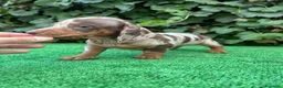 Teckel Miniatura perros en venta: teckel arlequin chocolate  - Anuncio 4