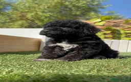 Perro de Agua Español perros en venta: PERRO DE AGUA ESPAÑOL HEMBRA - Imagen 14