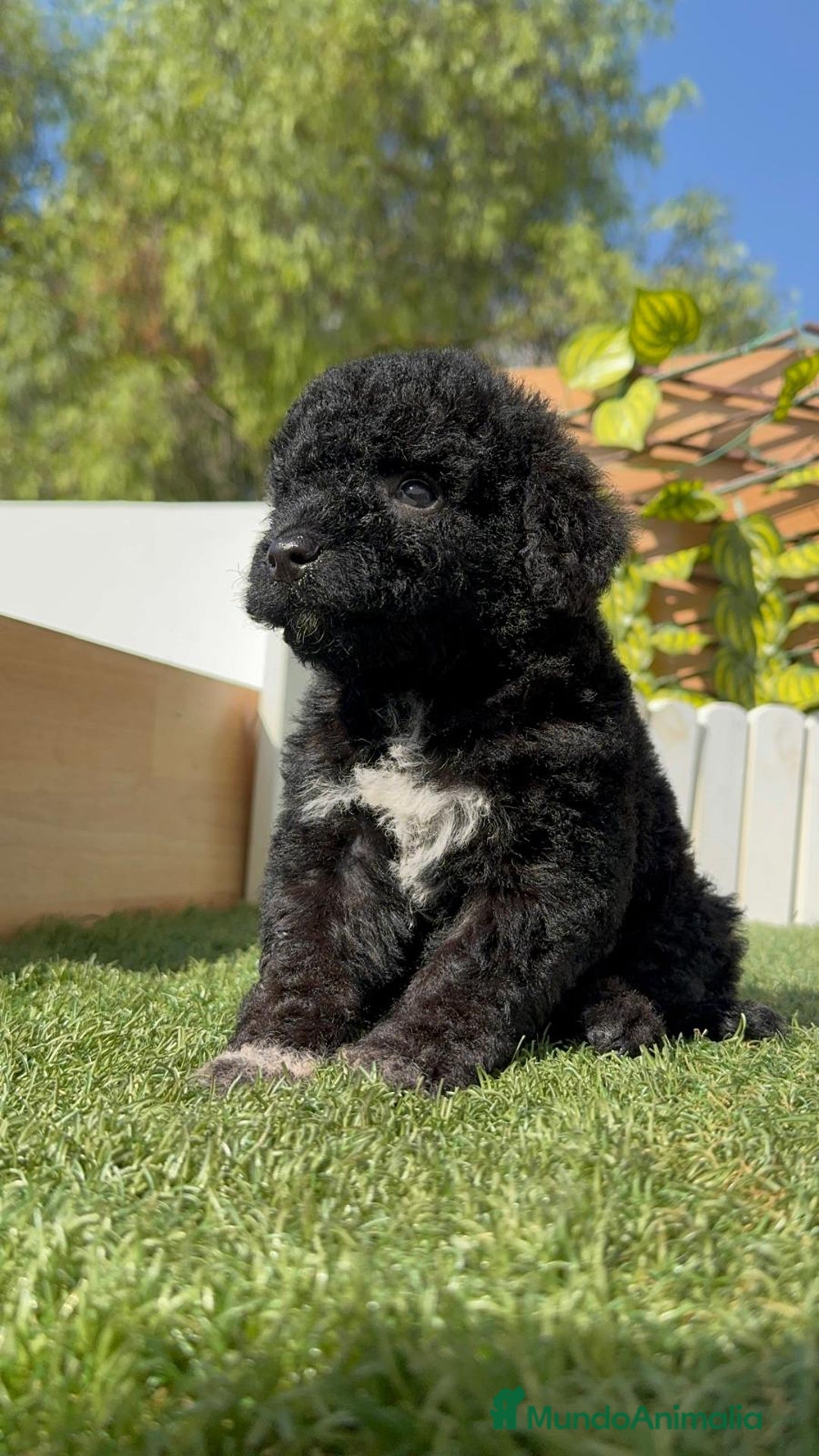 Perro de Agua Español perros en venta: PERRO DE AGUA ESPAÑOL HEMBRA - Imagen 14