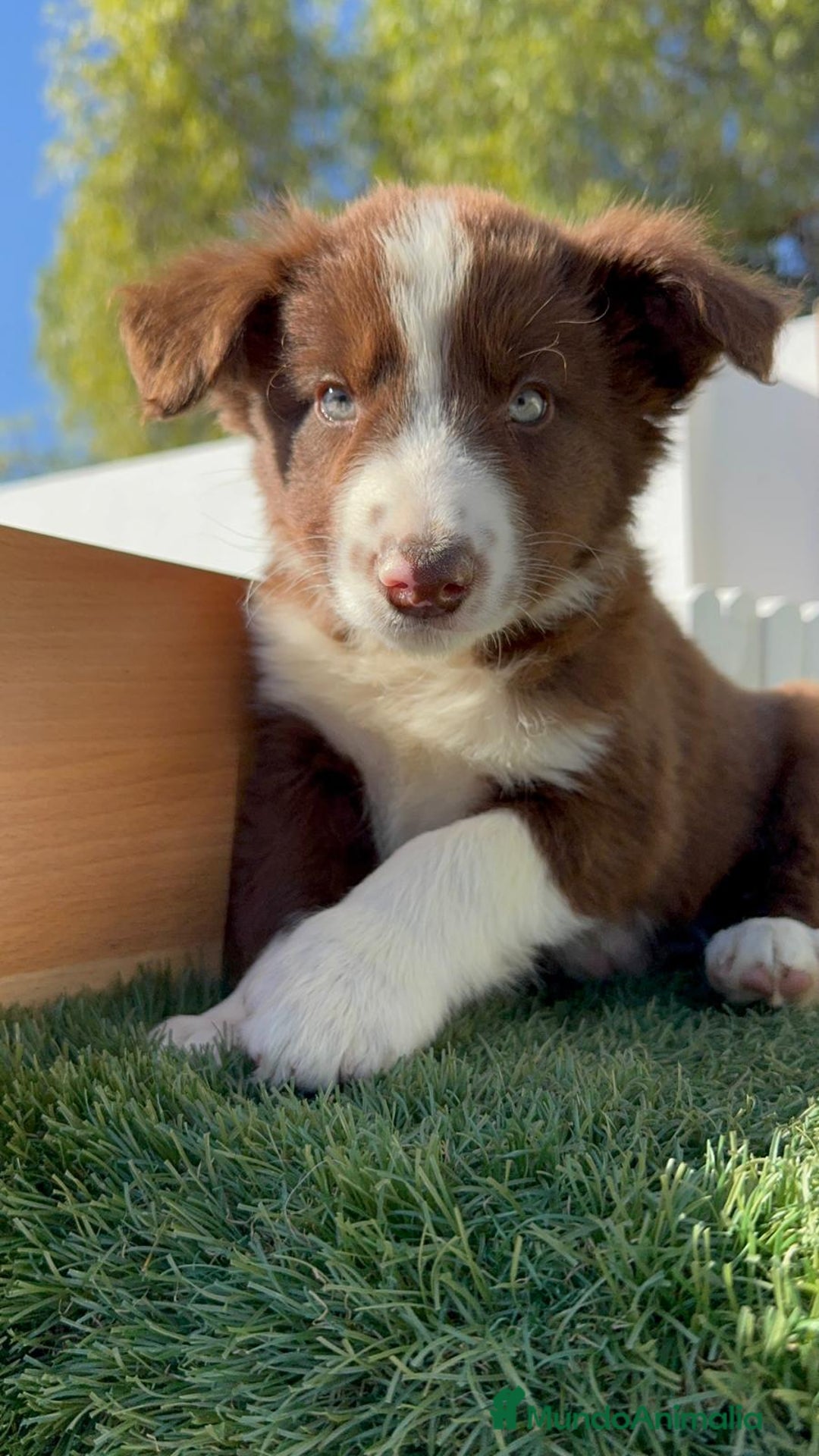Border Collie perros en venta: BORDER COLLIE - Anuncio 11
