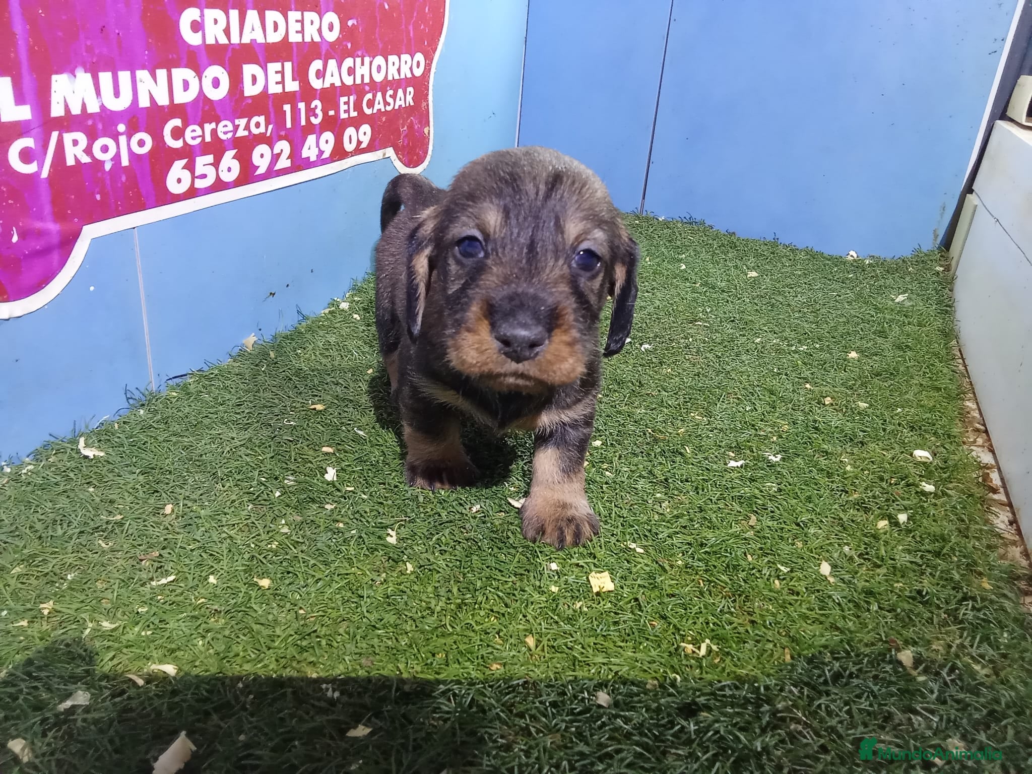 Teckel perros camada de teckel - Anuncio 24