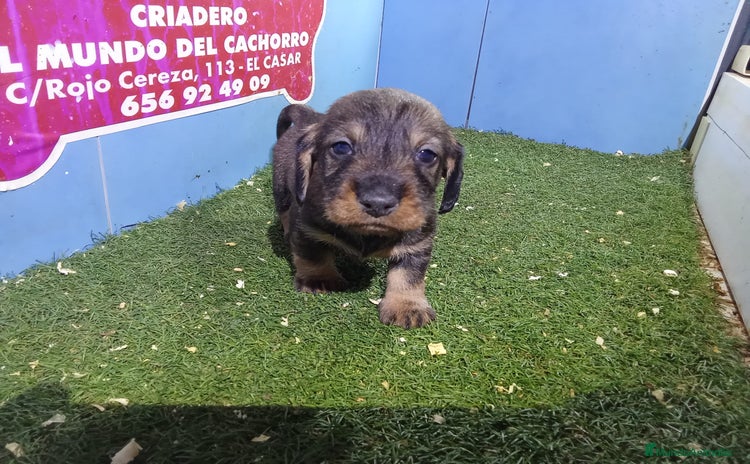 Teckel perros - Anuncio 4