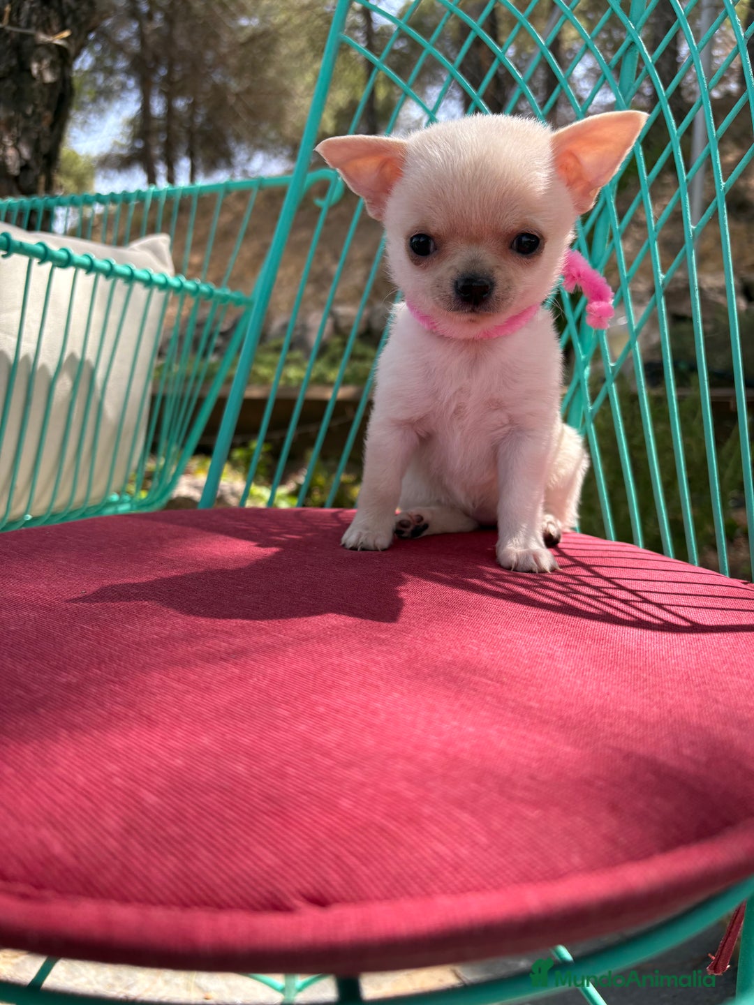 Chihuahua perros en venta: Chihuahua hembra blanca !!! - Anuncio 9