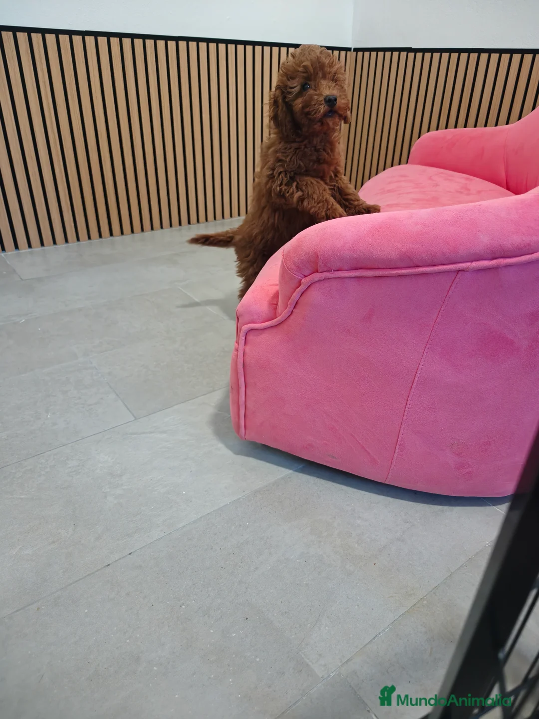 Caniche Toy perros en venta: Caniche Toy macho rojo pimentón  - Anuncio 5