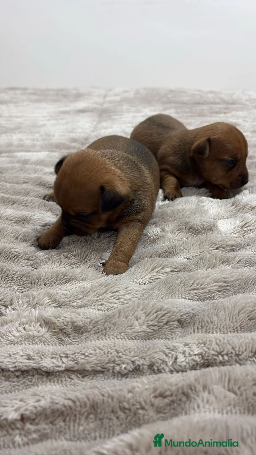 Raza Mixta perros en venta: Minijack - Anuncio 2